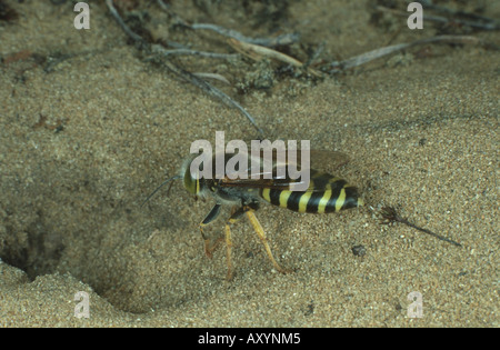 Rostrate bembix wasp (Bembix rostrata, Epibembix rostrata), di fronte all'entrata del nido Foto Stock