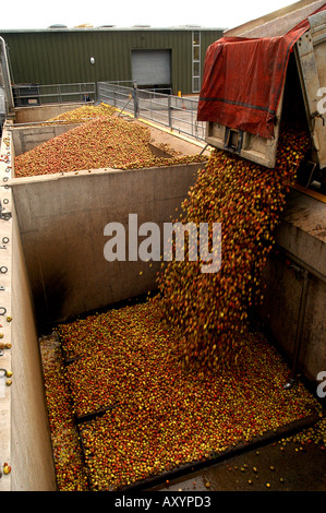 Le mele raccolte a Matthew Clark Cider Mill Prugnolo sidro Shepton Mallet Somerset Inghilterra Foto Stock