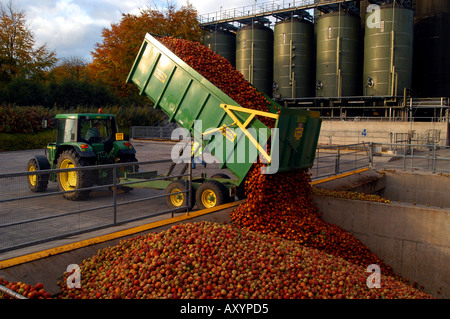 Le mele raccolte a Matthew Clark Cider Mill Prugnolo sidro Shepton Mallet Somerset Inghilterra Foto Stock