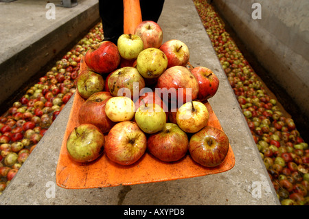 Le mele raccolte a Matthew Clark Cider Mill Prugnolo sidro Shepton Mallet Somerset Inghilterra Foto Stock