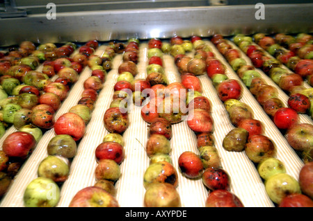 Le mele raccolte a Matthew Clark Cider Mill Prugnolo sidro Shepton Mallet Somerset Inghilterra Foto Stock