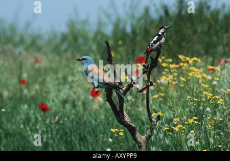 Rullo europea (Coracias garrulus), e il picchio rosso maggiore di fronte il prato fiorito Foto Stock