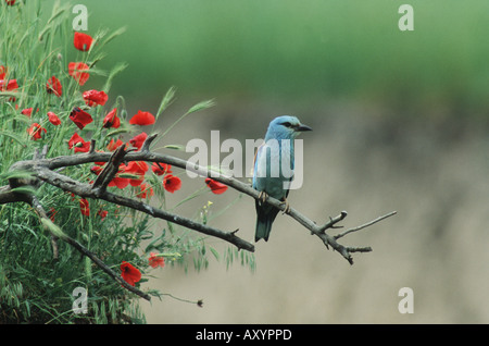 Rullo europea (Coracias garrulus), con fiori di papavero, Bulgaria, Muselievo Foto Stock