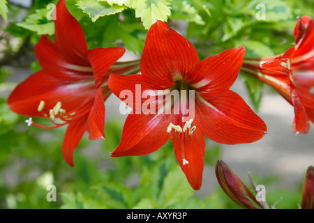 Amaryllis Lily, Hippeastrum ibrido, Amaryllidaceae (Amaryllis famiglia), questi impianti sono erroneamente popolarmente noto come Amaryllis Foto Stock