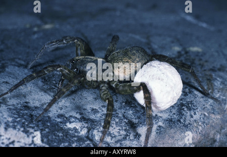 Wolf spider (Trochosa terricola), femmina con uova coccon Foto Stock