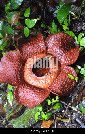 Fiore gigante (Rafflesia arnoldii), il più grande fiore del mondo, Borneo Foto Stock
