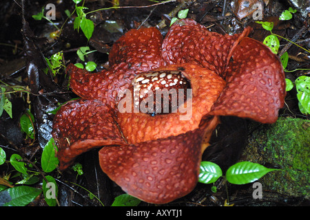Fiore gigante (Rafflesia arnoldii), il più grande fiore del mondo, Borneo Foto Stock