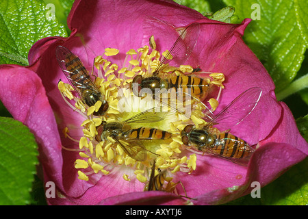 La marmellata di arance hoverfly (Episyrphus balteatus), il bocciolo di rosa Foto Stock