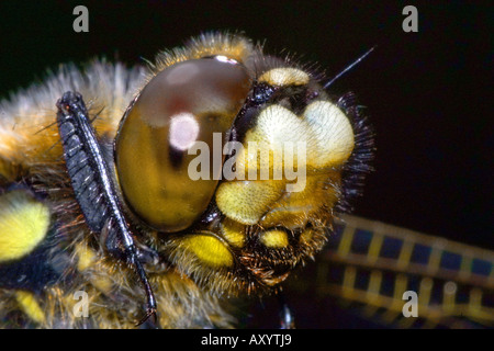 Quattro-spotted libellula, quattro-spotted chaser, quattro spot (Libellula quadrimaculata), ritratto, femmina Foto Stock