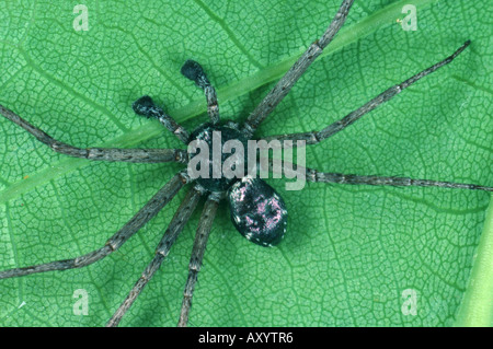 Esecuzione di ragno granchio, philodromid, philodromid spider (Philodromus aureolus), maschio Foto Stock