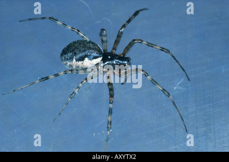 Foglio-web weaver (Neriene montana, Linyphia montana) Foto Stock