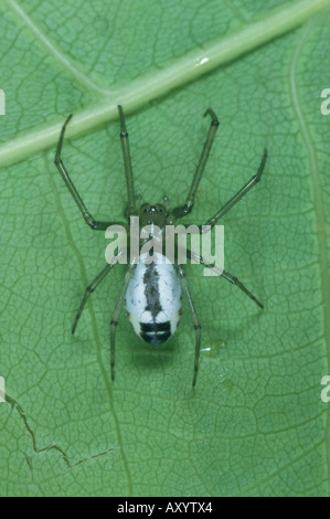 Foglio-web weaver (Neriene emphana, Linyphia emphana) Foto Stock