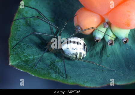 Foglio-web weaver (Neriene emphana, Linyphia emphana), femmina Foto Stock