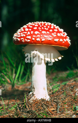 Fly agaric (amanita muscaria), corpo fruttifero Foto Stock