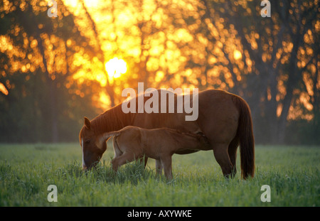 Quarterhorse (Equus przewalskii f. caballus), il mare con il puledro in bagliore di sera, STATI UNITI D'AMERICA Foto Stock