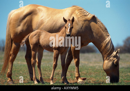 Quarterhorse (Equus przewalskii f. caballus), il mare con il puledro, STATI UNITI D'AMERICA Foto Stock