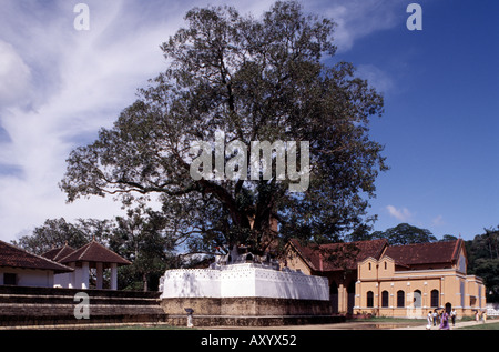 Kandy, Zahntampel mit heiligem Bodhi Baum, Totale Foto Stock