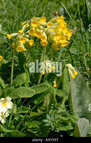 Cowslip Primula veris piante fiorite di primule in una banca di erba Devon Foto Stock