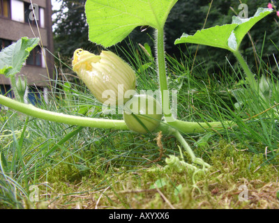 Di midollo osseo, campo di zucca (Cucurbita pepo 'Gele Reuzen'), cv. Gele Reuzen, fiore femmina in una casa giardino Foto Stock