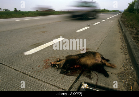 Dead badger Meles meles sulla strada principale Foto Stock