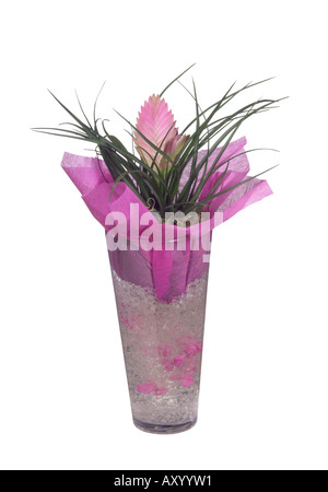 Cappello rosa (Tillandsia cyanea), fiori invasati Foto Stock