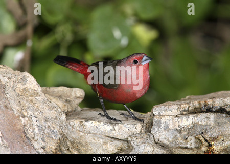 Fuoco africano finch (Lagonosticta rubricata), seduta su una roccia, Kenya Foto Stock