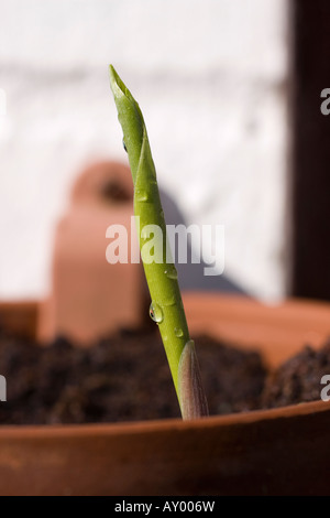 Vista ravvicinata di un nuovo Lily della pianta della Valle sparare emergenti dal suolo in primavera Foto Stock