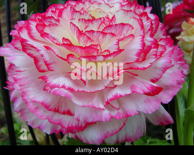 Ranunculus asiaticus entusiastico sostegno serie rosa bianco Bicolor Foto Stock