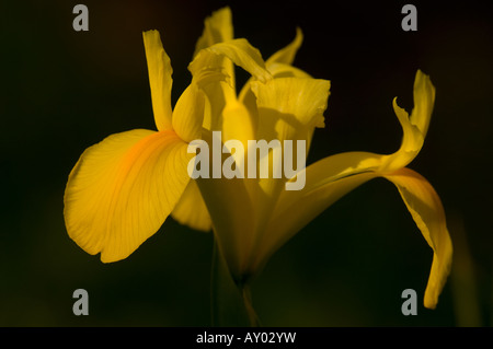 Olandese iris Iridaceae hollandica 'Royal' giallo Foto Stock