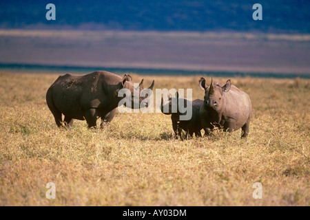 Un rinoceronte nero madre con i suoi due bimbi al cratere di Ngorongoro Tanzania Africa Foto Stock