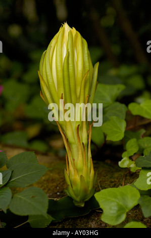 Red pitaya (Hylocereus undatus) fiore che sboccia Foto Stock