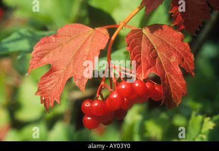 Rosa viburno Viburnum opulus bacche & autunno foglie colorate, Potteric Carr NR, Doncaster, South Yorkshire, Inghilterra Foto Stock