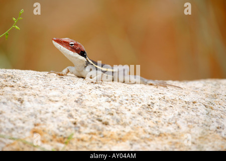 Becchi lunghi Dragon crogiolarvi al sole su una roccia nel centro rosso dell'Australia Foto Stock