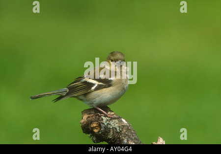 Fringuello Fringilla colebs femmina adulta arroccato, Todwick, South Yorkshire, Inghilterra Foto Stock