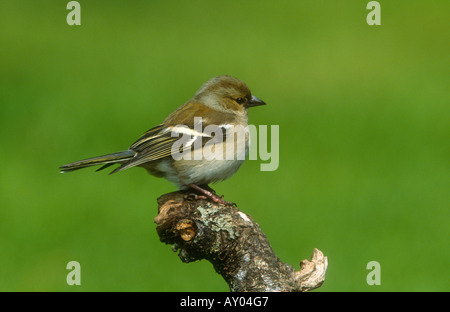 Fringuello Fringilla colebs femmina adulta arroccato, Todwick, South Yorkshire, Inghilterra Foto Stock