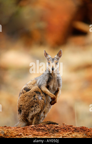 Nero Footed Rock Wallaby vicino a Alice Springs Foto Stock