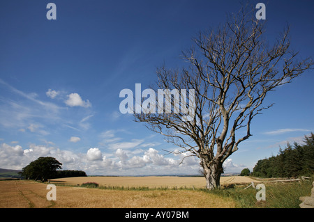 Sole di primavera su un albero weatherd e campi nei pressi di Lammermuir Hills, East Lothian, Scozia Foto Stock