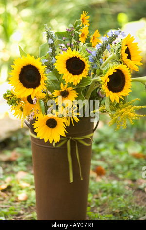 Girasoli in un contenitore metallico all'esterno. Foto Stock