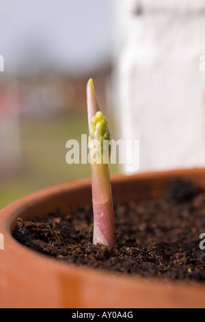 Vista ravvicinata di un nuovo Lily della pianta della Valle sparare emergenti dal suolo in primavera Foto Stock