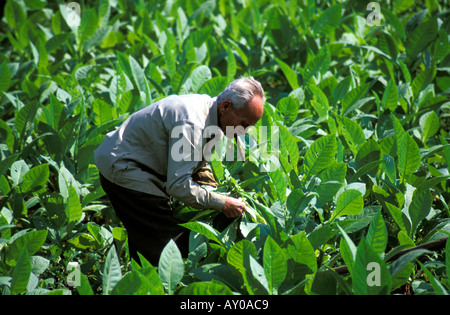 Raccolta del tabacco Foto Stock