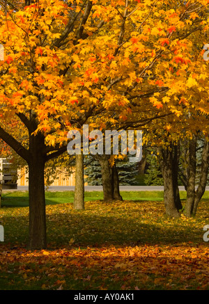 Alberi di acero e caduta foglie Foto Stock