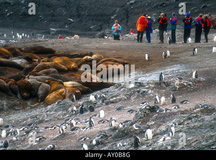 I turisti dalla nave da crociera visitare elefante meridionale le guarnizioni e i pinguini Gentoo su Livingston isola nel Sud Shetland Foto Stock