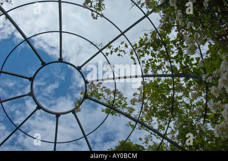 Le rose salendo un metallo gazebo in giardino, contro il cielo blu Foto Stock