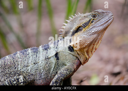 Acqua orientale Dragon (Physignathus lesueurii) dal Queensland Australia Foto Stock