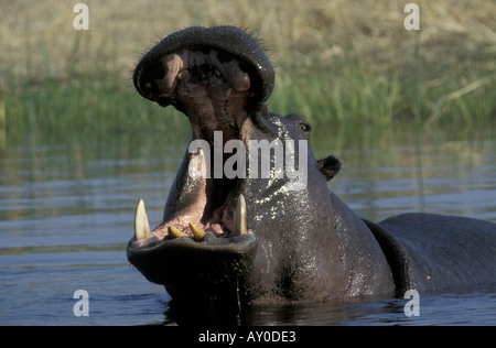 Close up ritratto della coppia ippona sbadigli per mostrare i denti Moremi Game Reserve Botswana Foto Stock