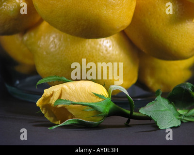 Frutta e fiori limoni gialli con rosa gialla in una ciotola di vetro sfondo primo piano vista frontale immagini nessuno orizzontale negli Stati Uniti ad alta risoluzione Foto Stock