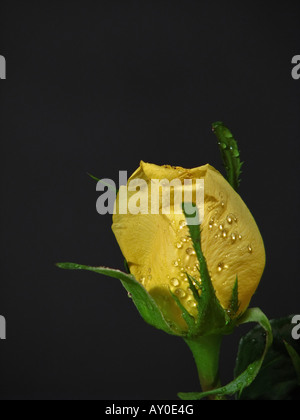 Rosa gialla con gocce d'acqua un bocciolo di bel fiore su sfondo nero nessuno primo piano verticale carta da parati verticale mostra idee ad alta risoluzione Foto Stock