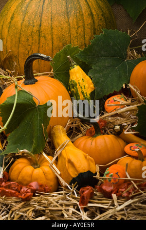 Buon Halloween colorato trucco o dolcetto con zucche e caramelle arancioni immagini foto formato verticale ad alta risoluzione negli Stati Uniti ad alta risoluzione Foto Stock