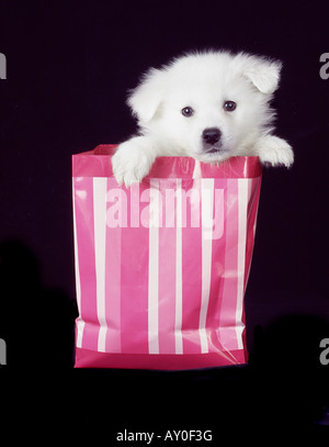 American eskimo cucciolo Foto Stock