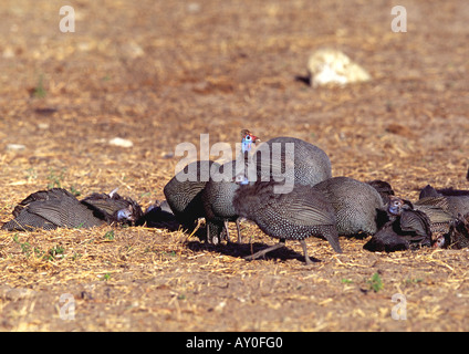 Helmeted Faraone gruppo foraggio Foto Stock